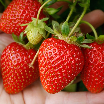 Picture of Strawberry Sweetheart - 12 plants - NOVEMBER 2024 DELIVERY