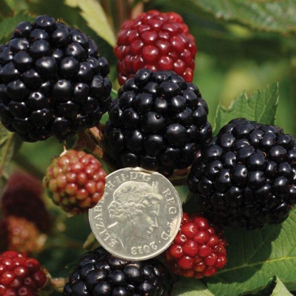 Picture of Blackberry  Asterina  1 x 2 litre pot - NOVEMBER 2024 DELIVERY