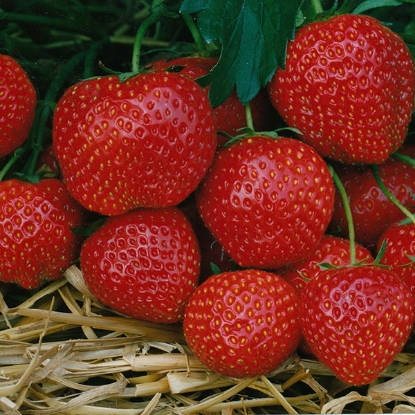 Picture of Strawberry Elsanta - 12 PLANTS - NOVEMBER 2024 DELIVERY.