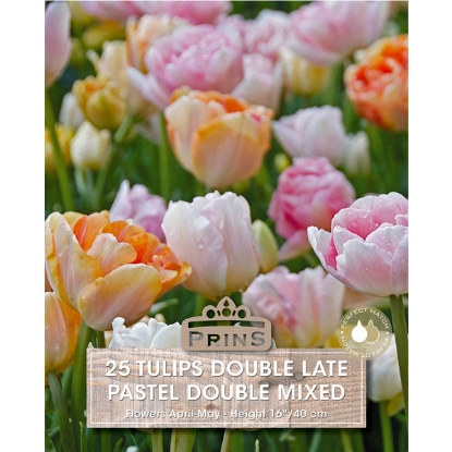 Picture of Tulip Pastel Double Mixed - 25 Bulbs