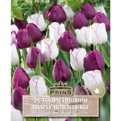 Picture of Tulip  Triump Simply Irresistible - 25 Bulbs