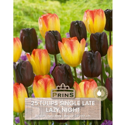 Picture of Tulip Lazy Night - 25 Bulbs
