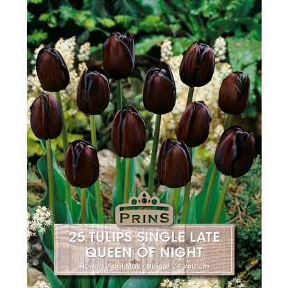 Picture of Tulip Queen Of The Night - 25 Bulbs