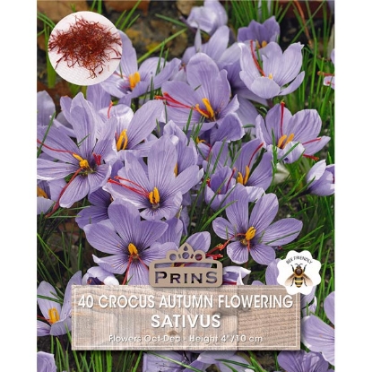 Picture of Crocus Sativus - 40 Bulbs