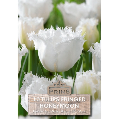 Picture of Tulip Honeymoon - 10 Bulbs
