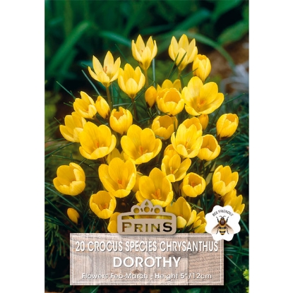 Picture of Crocus Chrysanthus Dorothy - 20 Bulbs