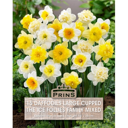 Picture of Daffodils The Ice Follies Family Mixed - 15 Bulbs