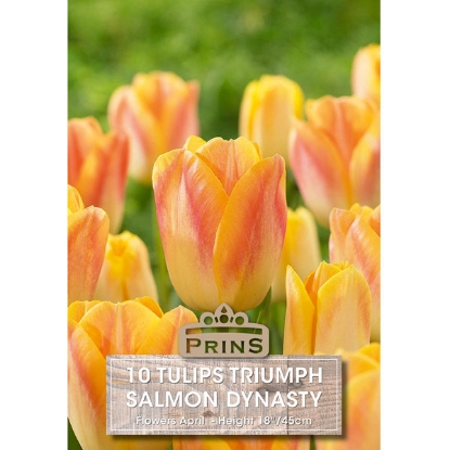 Picture of Tulip Salmon Dynasty - 10 Bulbs