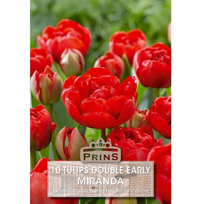 Picture of Tulip Miranda - 10 Bulbs