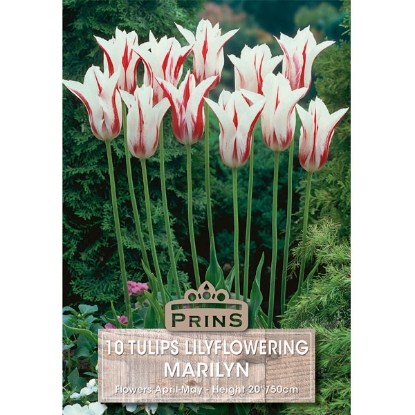 Picture of Tulip Marilyn - 10 Bulbs