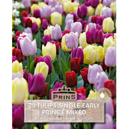 Picture of Tulip Prince Mixed - 25 Bulbs