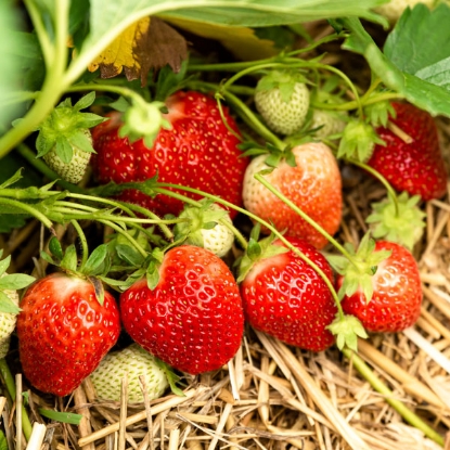 Picture of Strawberries Marshmello - 12 plants - NOVEMBER 2024 DELIVERY.