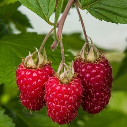 Picture of Raspberries Glen Carron - 6 Canes - NOVEMBER 2024 DELIVERY.