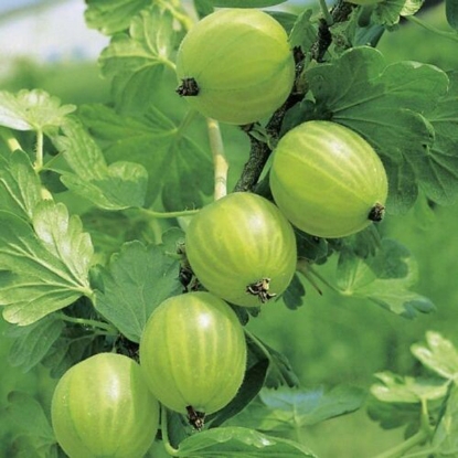 Picture of Gooseberry Mucurines - 1 Bush - NOVEMBER 2024 DELIVERY