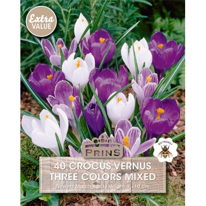 Picture of Crocus Vernus 3 Colour Mixed - 40 Bulbs