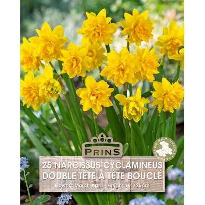 Picture of Narcissus Tete a Tete Boucle - 25 Bulbs