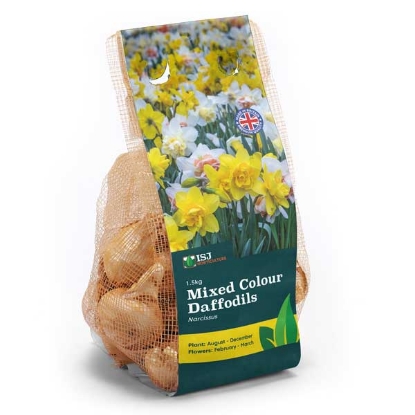 Picture of Daffodil Bulbs 1.5kg - Mixed Colours