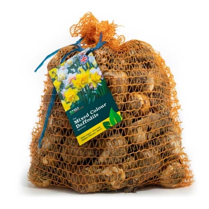 Picture of Daffodil Bulbs 5kg - Mixed Colours