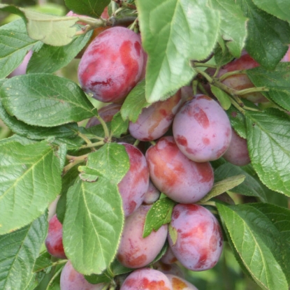 Picture of DIRECT SALE Fruit Trees - Plum Victoria - 1 tree Bare Rooted - NOV-APR DELIVERY