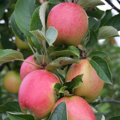 Picture of DIRECT SALE - Fruit Trees - Apple Braeburn Tree