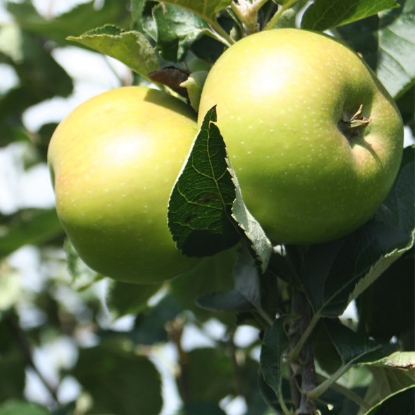 Picture of DIRECT SALES - Apple Trees Bramley - 2 Year Bare Root - 1 tree NOV-APR DELIVERY