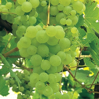 Picture of DIRECT SALE - Grape Vines Phoenix - 2 year Grafted Vine - DELIVERY NOV-APR