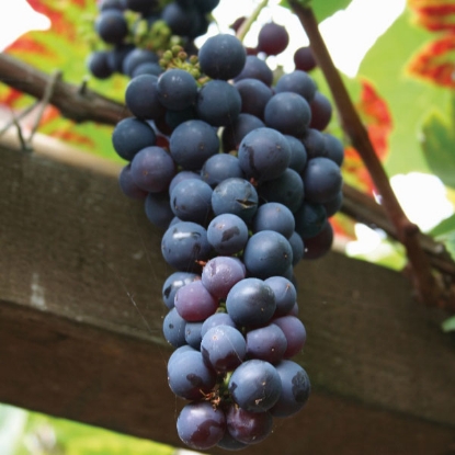 Picture of DIRECT SALE- Grape Vine Boskoop Glory NOV-APR DELIVERY