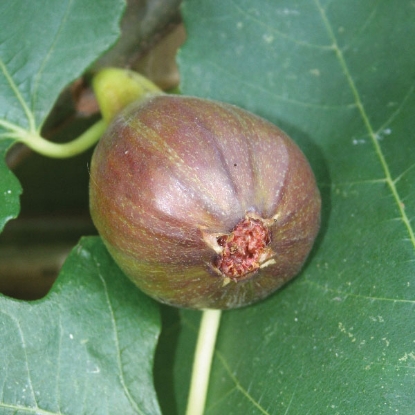 Picture of DIRECT SALE - Fig  Brown Turkey - Bush 4.5 litre pot JULY DELIVERY