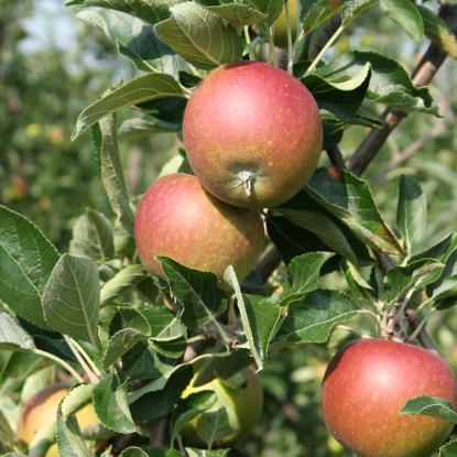 Picture of DIRECT SALE - Fruit Trees - Apple Cox's Orange Pippin NOV-APR DELIVERY