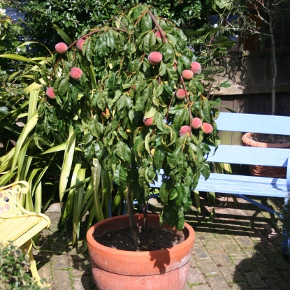 Picture of DIRECT SALE -  Avalon Pride Peach Tree NOV-APR DELIVERY