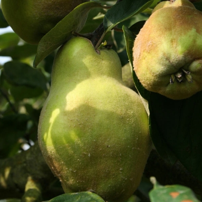 Picture of DIRECT SALE - Fruit Trees - Quince Vranja NOV-APR DELIVERY