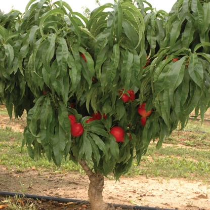 Picture of DIRECT SALE - Fruit Trees - Nectarine Madame Blanchette - 1 tree NOV-APR DELIVER