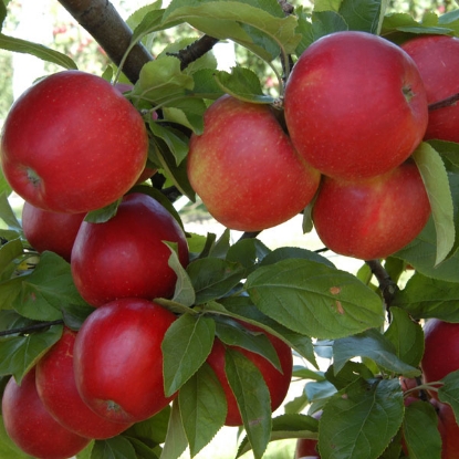 Picture of DIRECT SALE - Fruit Trees - Apple Red Windsor - 1 Tree - NOV-APR DELIVERY