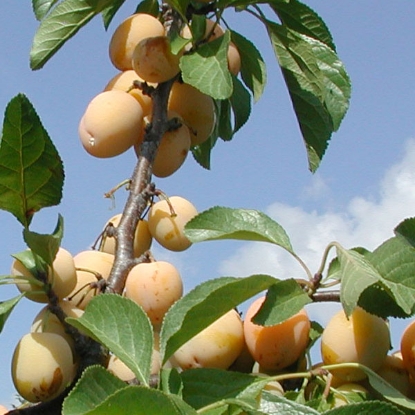 Picture of DIRECT SALE - Fruit Tree - Greengage Oullins Golden Gage - 1 Tree - NOV-APR DEL