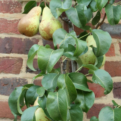 Picture of DIRECT SALE - Pear Concorde Fruit Tree NOV-APR DELIVERY