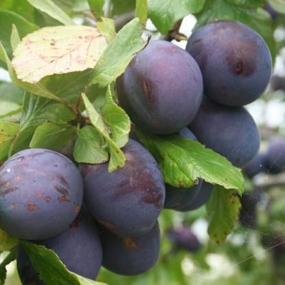 Picture of DIRECT SALE - Plum Opal Fruit Tree - NOV-APR DELIVERY