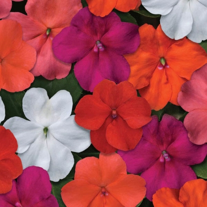 Picture of Impatiens Beacon Select Mixed F1