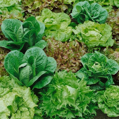 Picture of Lettuce Mixed Leaves 12 Plants - JULY DELIVERY