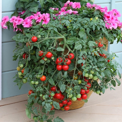 Picture of Tomato Tumbling Tom Red 3 Plants - JUNE DELIVERY