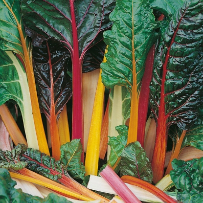 Picture of Chard Rainbow - 12 Plants - JUNE DELIVERY