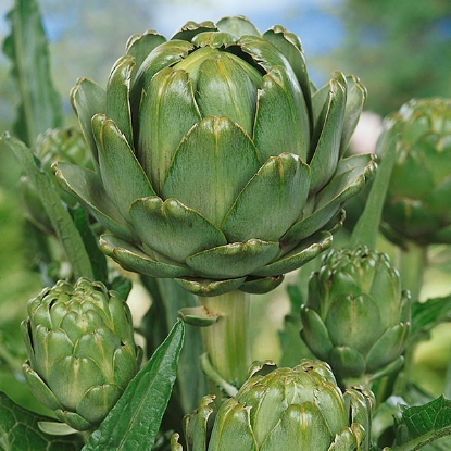 Picture of Artichoke  Green Globe Plants - 3 x 9cm pot - JUNE DELIVERY