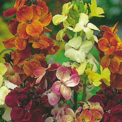 Picture of Wallflower bare root - My Fair Lady - 20 Plants