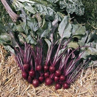 Picture of Beetroot Pablo F1 - 12 plants - JULY DELIVERY