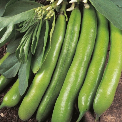 Picture of Broad Bean Dreadnought - 12 plants - JULY DELIVERY