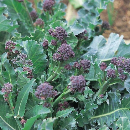 Picture of Broccoli Sprouting Purple - 12 plants - JUNE DELIVERY