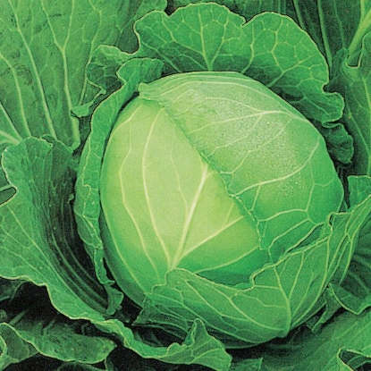 Picture of Cabbage Stonehead F1 - 12 plants - JUNE DELIVERY