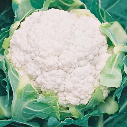 Picture of Cauliflower White Excel F1 - 12 plants - JULY DELIVERY