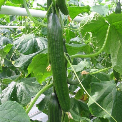 Picture of Cucumber Femspot F1 - 3 x 9cm - READY FOR DESPATCH