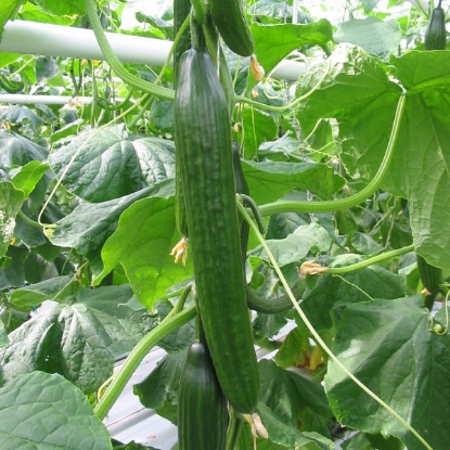 Picture of Cucumber Femspot F1 - 3 x 9cm - JUNE DELIVERY