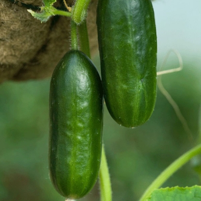 Picture of Cucumber Mini Petita F1 - 3 x 9cm - JUNE DELIVERY